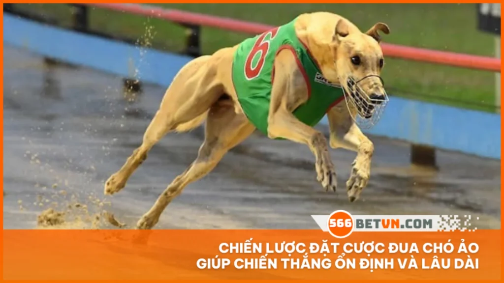 Chiến lược đặt cược đua chó ảo giúp chiến thắng ổn định và lâu dài