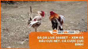 đá gà live
