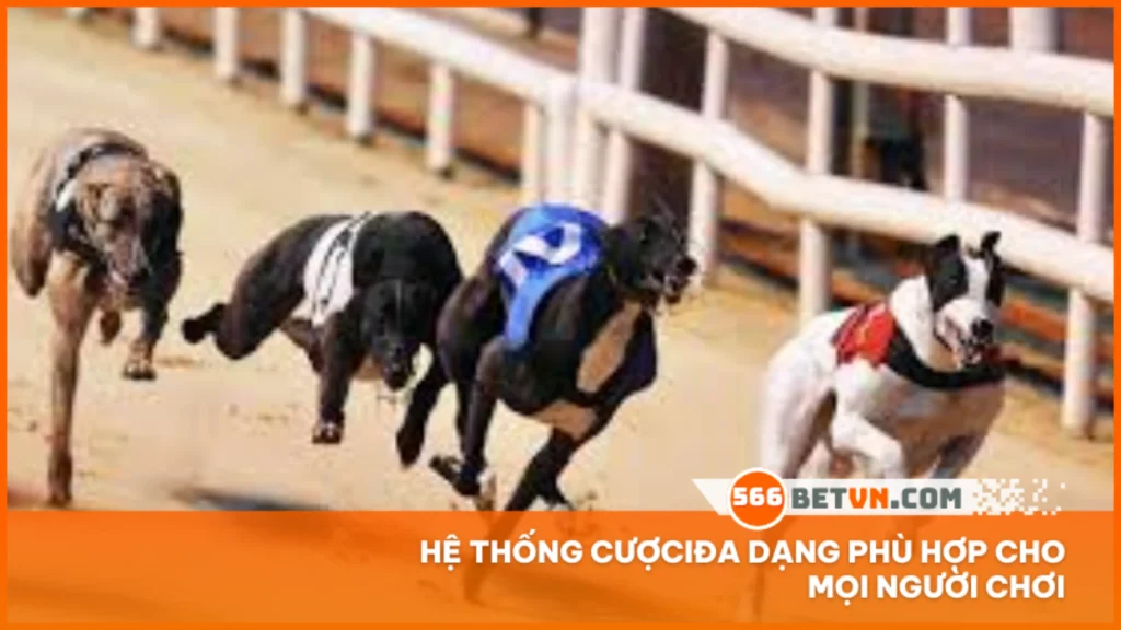 Hệ thống cược đa dạng phù hợp cho mọi người chơi