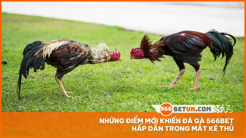 Những điểm mới khiến đá gà 566bet hấp dẫn trong mắt kê thủ