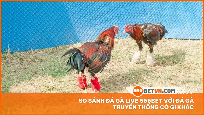 So sánh Đá gà live 566bet với đá gà truyền thống có gì khác
