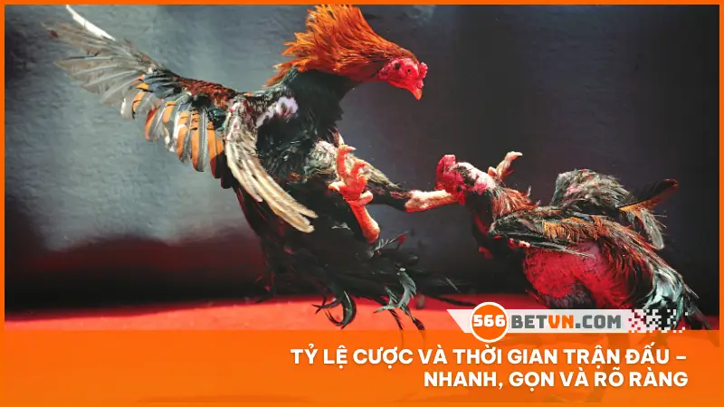 Tỷ lệ cược và thời gian trận đấu – nhanh, gọn và rõ ràng